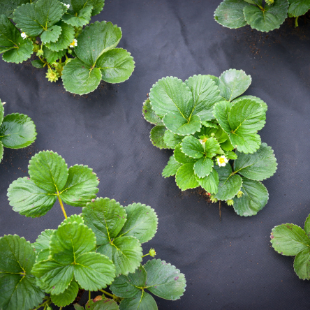 Агротканина для мульчування від бурʼянів Agro-Marina, 1,6х10 (Agro-E0020) - 7 Агротканина для мульчування від бурʼянів Agro-Marina, 1,6х10 (Agro-E0020) - 7