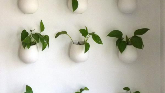 Как выбрать кашпо?