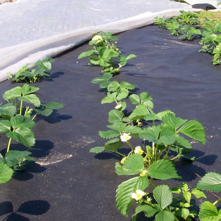 Агротканина з надрізами для полуниці, мінірол,чорна 1.2х10 (Agro-E0010) - 2