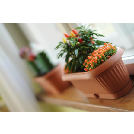 Кактусниця з підставкою Prosperplast ТERRA 26.5х14х10см (15008) - 2 Кактусниця з підставкою Prosperplast ТERRA 26.5х14х10см (15008) - 2