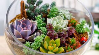 Флорариумы, палюдариумы